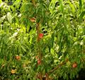 Saturn peach